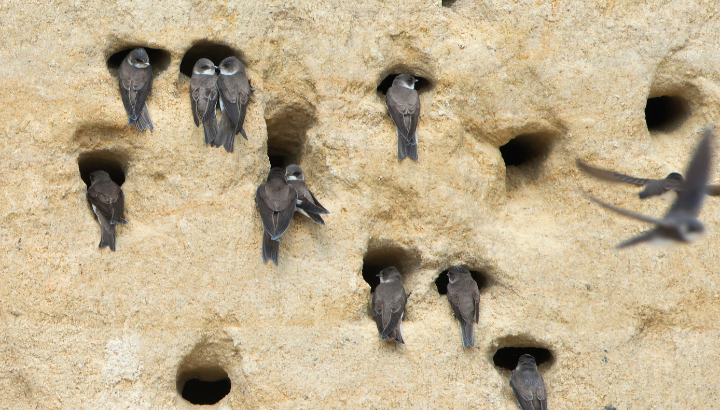 Découverte des hirondelles de rivage et autres nicheurs des berges de la Saône à Savoyeux